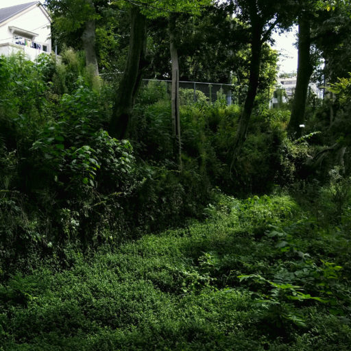 草木が生い茂った低い崖の写真